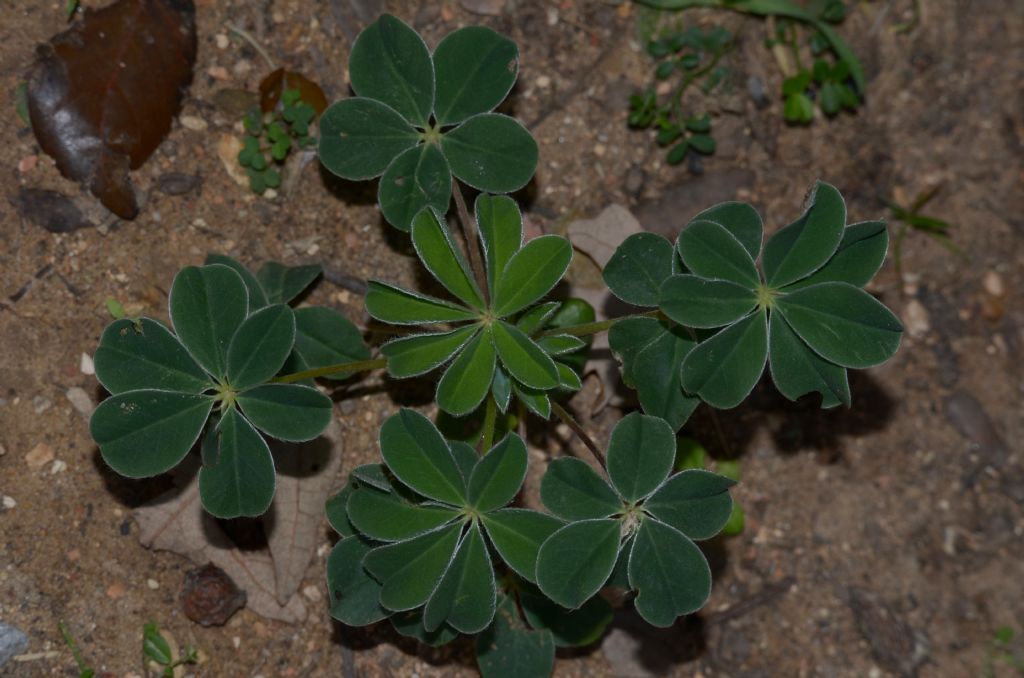 Lupinus albus